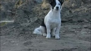 Правила поведения с собаками HD 640x480 MPEG4