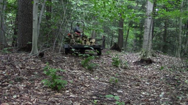 365 Challenge E27: Wood Harvest