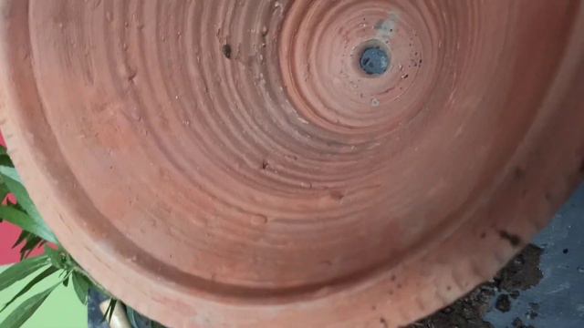 117- Repotting of Mexican Petunia 🌿 смотреть онлайн