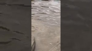 Крутая рыбалка с туристом на Кижуча, покоряем реку на водомете с мотором сузуки 30 сил