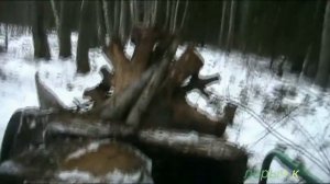 Валежник с корнями для поделок