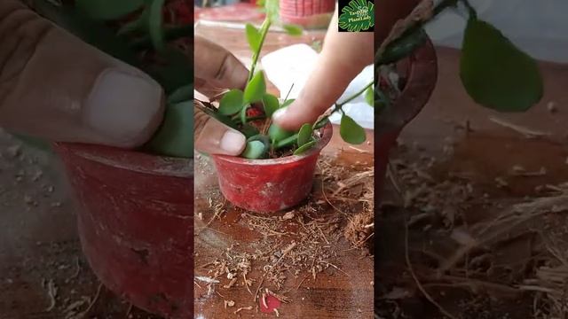 How to Grow Green leaf /  Dischidia Nummularia (String of Nickles) Plants | Indoor Plants