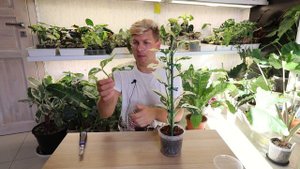 КАК ВЫРАСТИТЬ МОНСТЕРУ АДАНСОНА ВАРИЕГАТНУЮ МОИ КОМНАТНЫЕ РАСТЕНИЯ ЦВЕТУТ ЦВЕТЫ