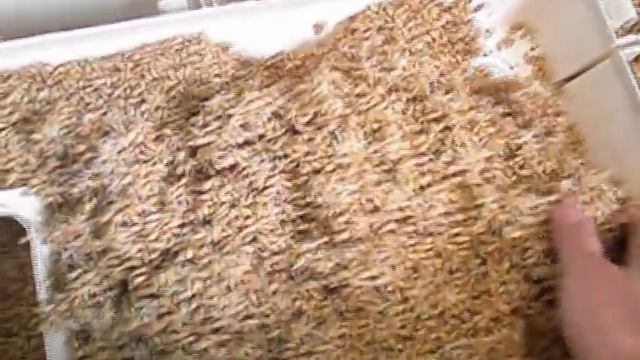 Приготовление солода часть 1