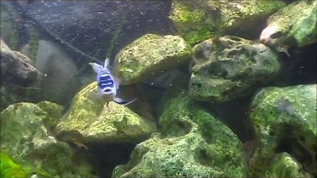 maylandia zebra chilumba katale смотреть онлайн