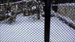 Камышовые коты и рыси 23.12.17г.