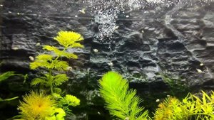 Улитка теодоксус, водорослеед, бородоед!