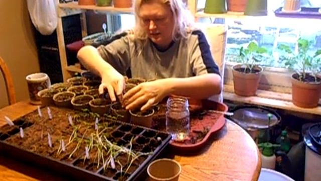 Gardening: Transplanting Brassica смотреть онлайн