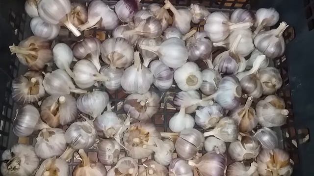 ПОДГОТОВКА ЧЕСНОКА НА ПОСАДКУ // ЛУК-ЧЕСНОК ПРОСИТСЯ В ЗЕМЛЮ // смотреть онлайн