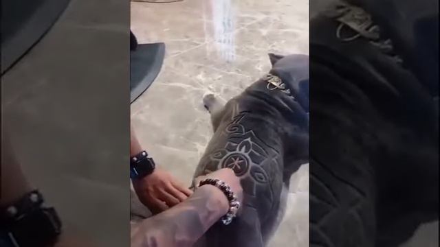 Tatuajes para animales pitbull