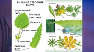 §6 "Органы цветковых растений", Биология 6 класс, Сивоглазов.