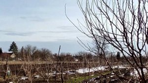 01/02/2022. Высаживаем малину в теплицу.