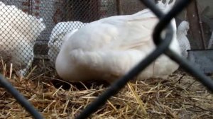 Холмогорская гусыня создает себе гнездо