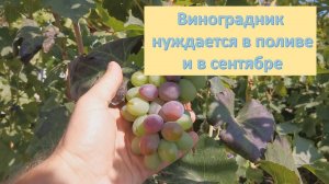 Поливаю и подкармливаю виноград в сентябре. Начал стричь верхушки побегов