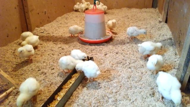 выращивание бройлеров в домашних условиях
