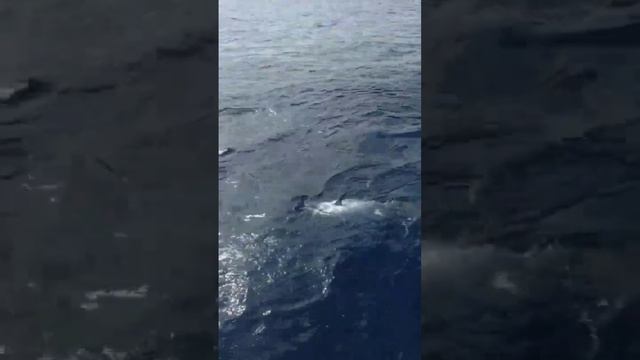 Тунец во Владивостоке ! смотреть онлайн