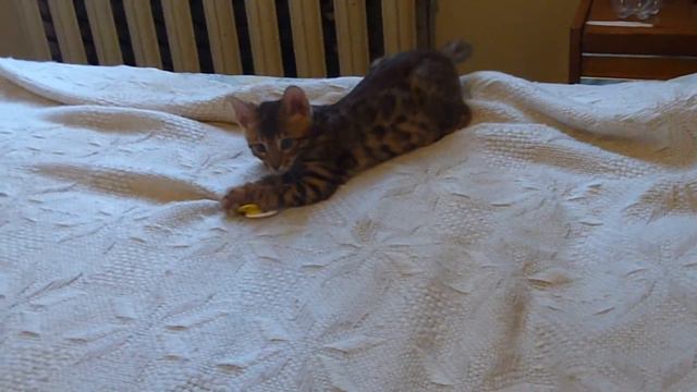 Рэп по бенгальски №2 смотреть онлайн