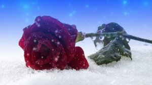 Футаж. Цветы на снегу 19 Footage. Flowers in the snow 19