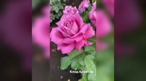 Роза Клод Брассер. Каталог Весна 2021 год