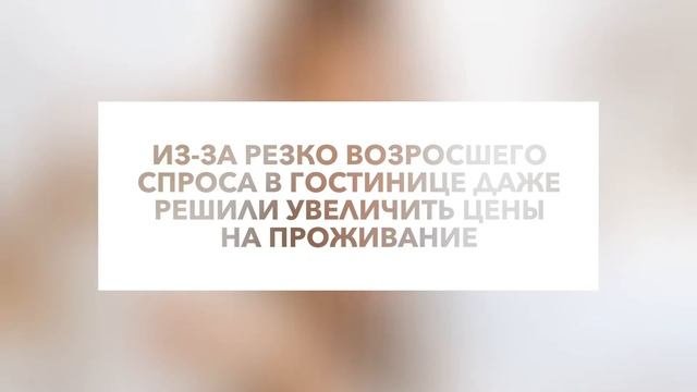 «Кот на час»: необычная услуга принесла популярность небольшому отелю