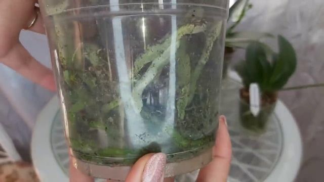 Лёгкий способ, быстро НАРАСТИТЬ КОРНИ орхидеи, не потеряв цветение смотреть онлайн