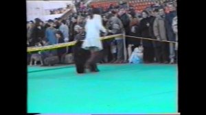 1999. Выставка Евразия-99, черные терьеры.