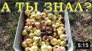 Куда девать опад яблок? УТИЛИЗАЦИЯ падалицы с пользой? ? ?