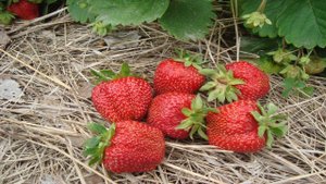 ПОЛИВАЙТЕ  КЛУБНИКУ  ПРАВИЛЬНО , КАК ПОЛИВАТЬ КЛУБНИКУ