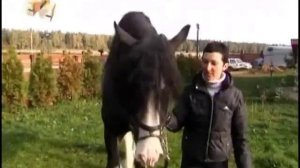 Галилео о наших Лошадках   Шайры