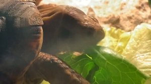 Как кушает черепаха