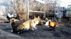 #3 Siberian Farm cats and Rooster Кот да петух, Сибирские кошки и Павловские куры