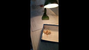 Выводим цыплёнка дома в мини инкубаторе. Детский научный эксперимент.