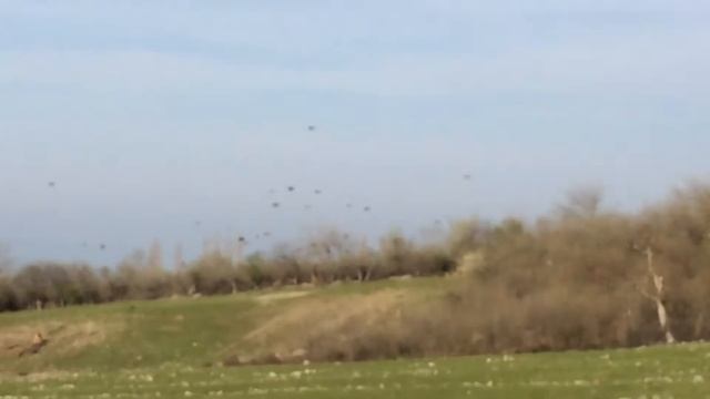 Стая красношапочных вьюрков ( Кахи , Азербайджан ) смотреть онлайн