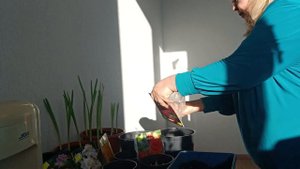 продолжаю сажать фрезии в горшочки часть 2