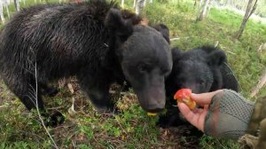 Сам не ам другим не дам. Медведь.