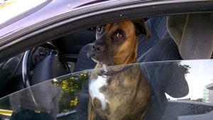 Собака за рулем Менты остановили собаку за превышение Неадекватный водитель