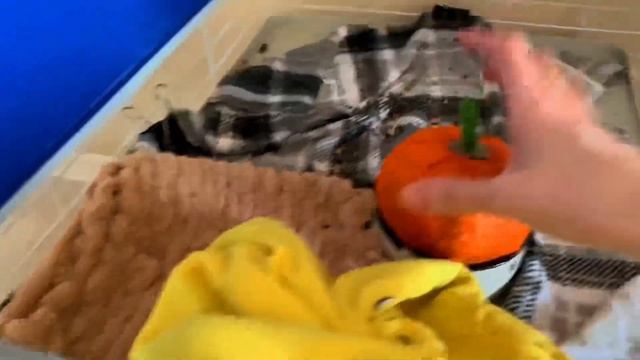 МОИ КРЫСЫ СЪЕХАЛИСЬ? РАССКАЗЫВАЮ КАК МОИ КРЫСЫ ПОДРУЖИЛИСЬ смотреть онлайн