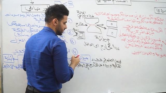 3️⃣ الانقسامات محاضرة 13 ??