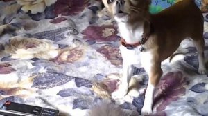 Чихуахуа поет - песня про ласточку  Chihuahua sing - song about a swallow.mp4