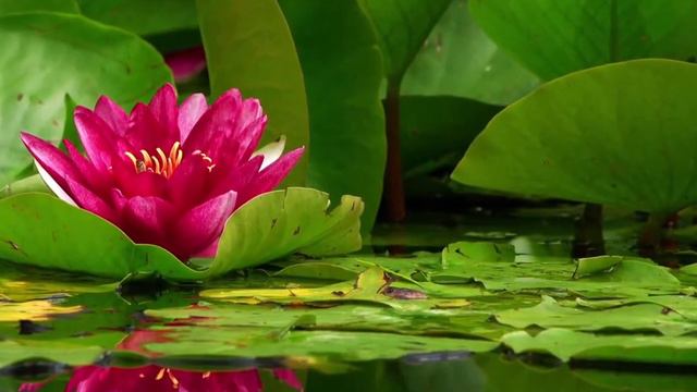 Песня Шансон. Песня "Про Танечку"исполняет автор Сергей Яременко смотреть онлайн