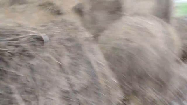 Мечта грибовода. Бесконечный субстрат для выращивания грибов. Грибы Вешенка. "Месть Лису"((( смотреть онлайн