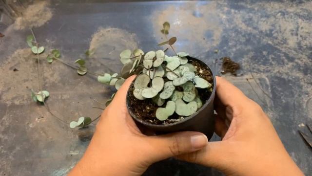 [ Rookie P ] EP168 How to : การดูแลสายป่านดวงใจใบเงินเบื้องต้น | Ceropegia woodii Silver Glory смотреть онлайн