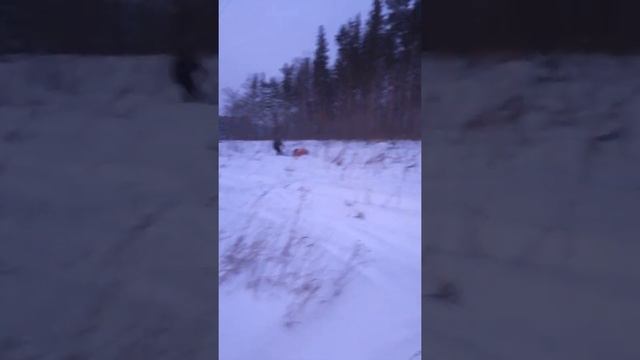 Катание на собаках смотреть онлайн