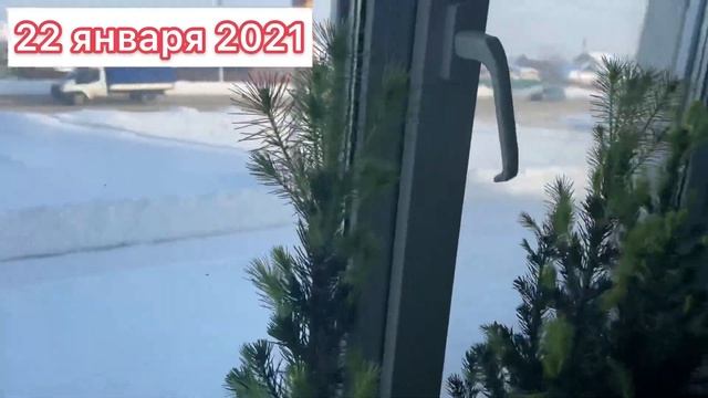 Канадская ель «Коника» из Пятёрочки/Магнит. Как ухаживать. смотреть онлайн