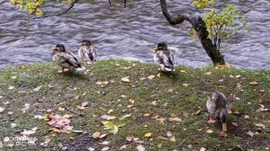 DUCKS IN THE SEPTEMBER'S RAIN