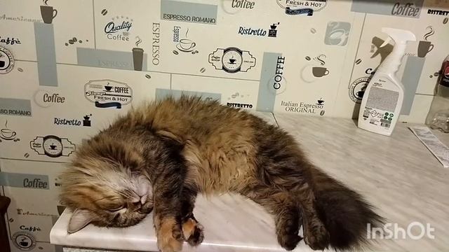 Кошка спит на столе. Снимала кошку почти 40 минут. Кошка спит под музыку. Релакс с кошкой. смотреть онлайн