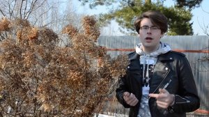 Обрезка гортензии метельчатой: зачем нужна и как проводить правильно?