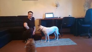 дрессировка собак | команда крутись | как научить команде крутись