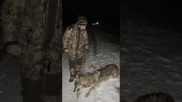 Волк-гигант напал на лошадь! Магомед добыл волка в Дагестане