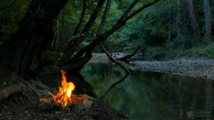 Аквилегия посадка и уход в открытом грунте